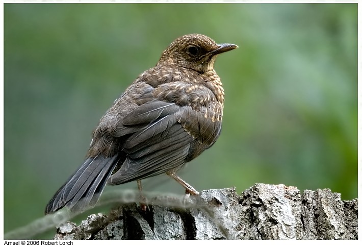 Amsel Bild 4095