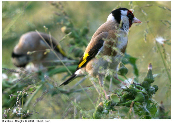 Distelfink Bild 3142